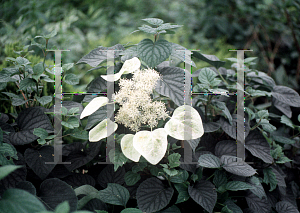 Picture of Schizophragma hydrangeoides 'Moonlight'