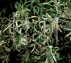 Picture of Spiraea thunbergii 'Mt. Fuji'