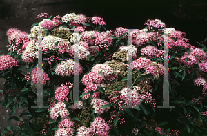 Picture of Spiraea japonica 'Shirobana'