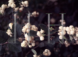 Picture of Symphoricarpos x doorenbosii 'White Hedge'