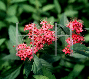 Picture of Spiraea japonica 'Dart's Red'