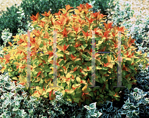 Picture of Spiraea japonica 'Magic Carpet'