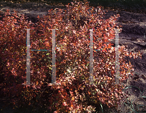 Picture of Spiraea japonica 'Norman'