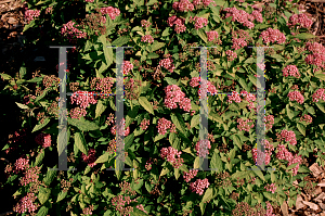 Picture of Spiraea japonica 'Mertyann (Dakota Goldcharm)'