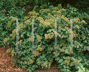 Picture of Spiraea miyabei 