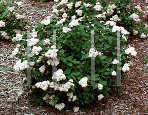 Picture of Spiraea miyabei 