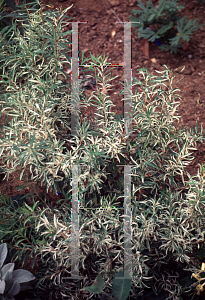 Picture of Spiraea thunbergii 'Mt. Fuji'