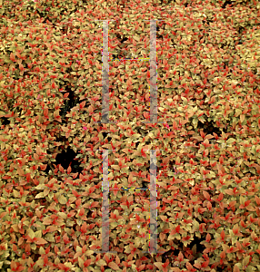 Picture of Spiraea japonica 'Magic Carpet'