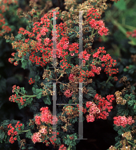 Picture of Spiraea japonica 'Bullata'