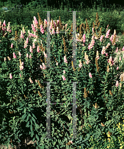 Picture of Spiraea x billardii 'Triumphans'