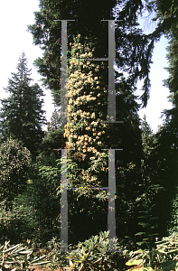 Picture of Schizophragma hydrangeoides 