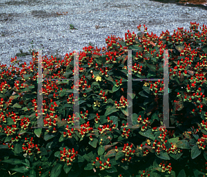 Picture of Hypericum androsaemum 'Orange Flair'