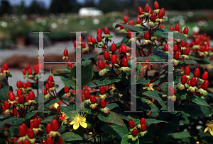 Picture of Hypericum androsaemum 'Orange Flair'