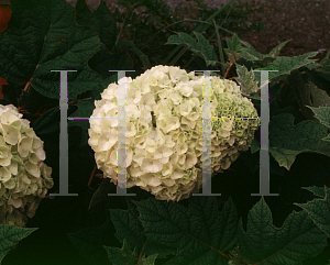 Picture of Hydrangea quercifolia 'Harmony'