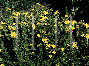 Picture of Potentilla fruticosa 'Coronation Triumph'