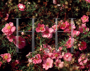 Picture of Potentilla fruticosa 'Floppy Disc'