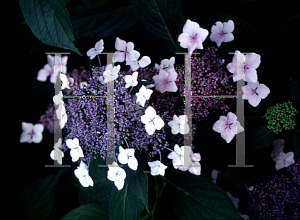 Picture of Hydrangea serrata 'Bluebird'