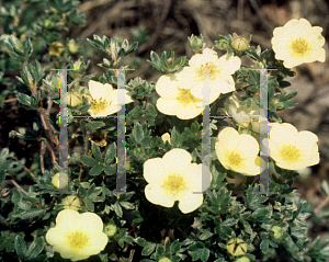 Picture of Potentilla fruticosa 'Primrose Beauty'