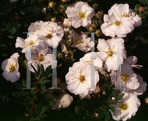 Picture of Potentilla fruticosa 'Snowbird'