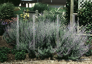 Picture of Perovskia atriplicifolia 'Blue Spire'