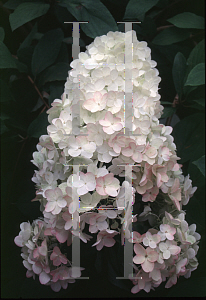 Picture of Hydrangea paniculata 'Unique'