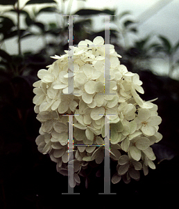 Picture of Hydrangea paniculata 'White Lace'