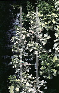 Picture of Hydrangea paniculata 'Kyushu'