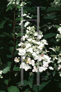 Picture of Hydrangea paniculata 'Kyushu'