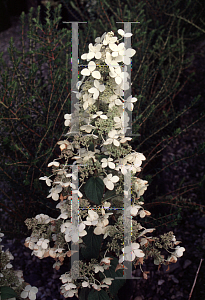 Picture of Hydrangea paniculata 'Brussel's Lace'