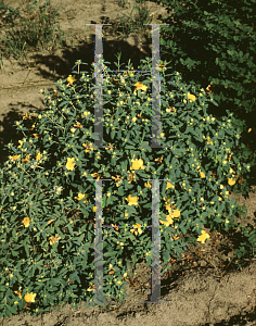 Picture of Hypericum frondosum 'Sunburst'
