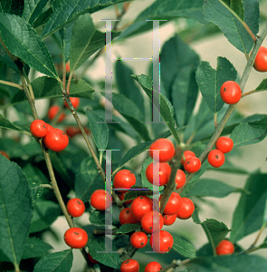 Picture of Ilex verticillata 'Red Sprite'