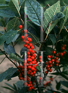 Picture of Ilex verticillata 'Winter Red'