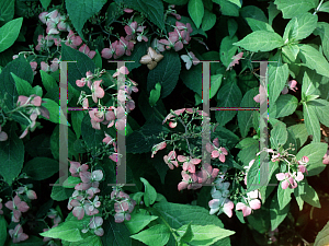 Picture of Hydrangea serrata 'Diadem'