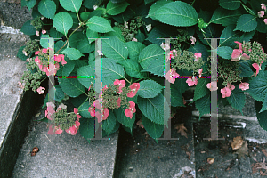 Picture of Hydrangea serrata 'Blue Billow'