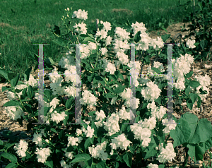 Picture of Philadelphus coronarius 'Buckley's Quill'