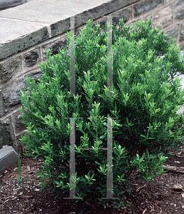 Picture of Ilex glabra 'Shamrock'