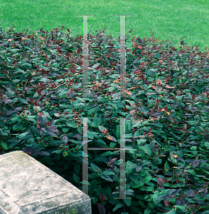 Picture of Hypericum androsaemum 'Albury Purple'