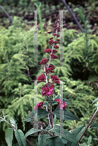 Picture of Buddleia davidii 'Stairway to Heaven'