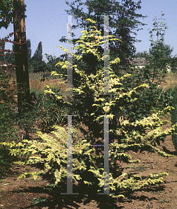 Picture of Chamaecyparis obtusa 'Tetracona Aurea'