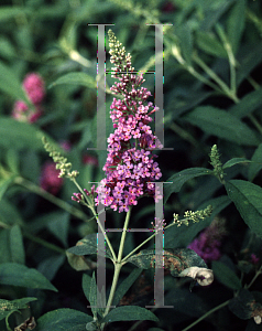 Picture of Buddleia davidii 'Ile de France'