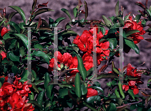 Picture of Chaenomeles speciosa 'Texas Scarlet'