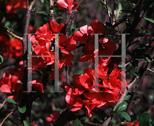 Picture of Chaenomeles speciosa 'Scarff's Red'