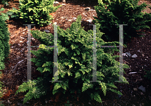 Picture of Chamaecyparis obtusa 'Fernspray Gold'