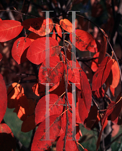 Picture of Amelanchier x grandiflora 'Princess Diana'