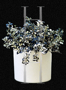 Picture of Euonymus fortunei 'Interbolwi (Blondy®)'