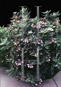 Picture of Hydrangea macrophylla 'Variegata'