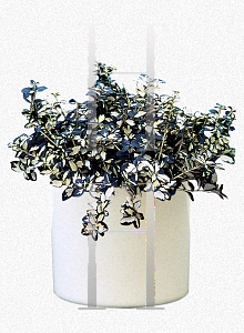 Picture of Euonymus fortunei 'Interbolwi (Blondy®)'