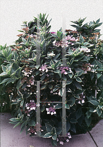 Picture of Hydrangea macrophylla 'Variegata'