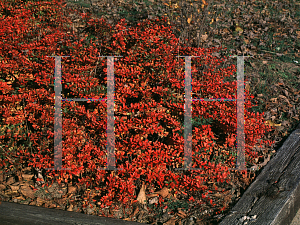 Picture of Berberis thunbergii 'Sparkle'