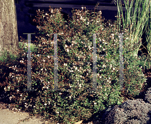 Picture of Abelia zanderi 'Sherwoodii'